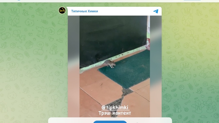 Нашествие крыс и мышей в Химках попало на видео