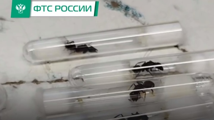 Огромную колонию живых муравьёв нашли в Москве в посылках с печеньем из Таиланда
