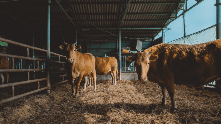 Полиция начала задерживать новосибирцев, не пропускающих технику для утилизации коров