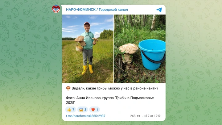 Гигантский трёхкилограммовый гриб нашли в Подмосковье