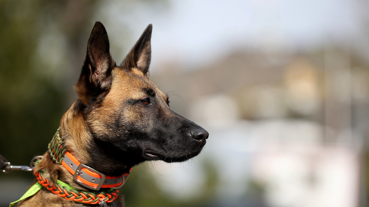 Жительница Химок планирует судиться с ветеринарной клиникой из-за ошибки врача