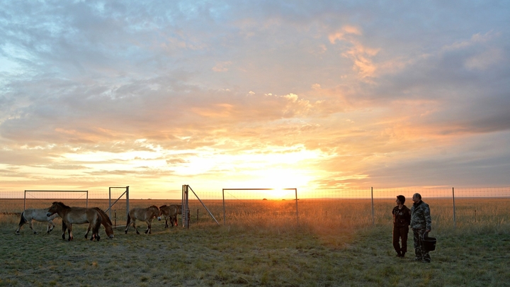Коала Путина и сенсация, которую не удалось разоблачить