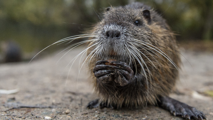 А я думал, щука: Шальная императрица из проруби испортила мужчине новогоднюю рыбалку