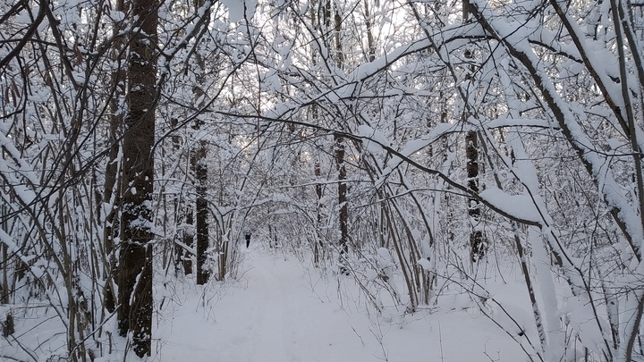 В Ивантеевский дендропарк открыли свободный доступ по выходным
