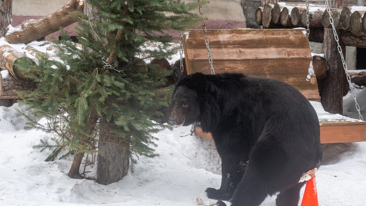 Бороться не с животными, а с помойками: Эксперт объяснил, как избежать появления диких гостей
