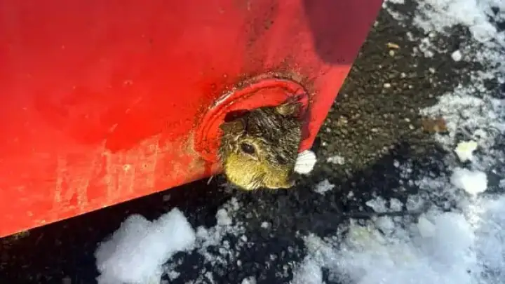 В США пожарные спасли жирную белку, застрявшую в мусорном контейнере