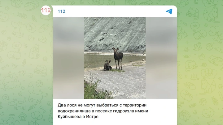 Комлесхоз следит за ситуацией с застрявшими у водохранилища в Истре лосями