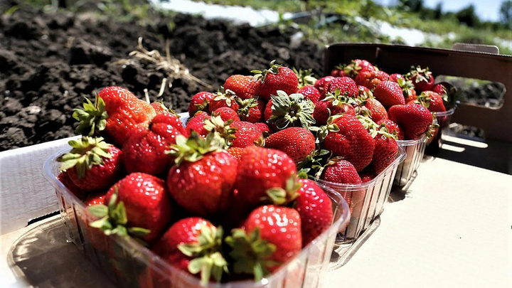 На Кубани с начала года собрали более 2 тыс. тонн фруктов и ягод