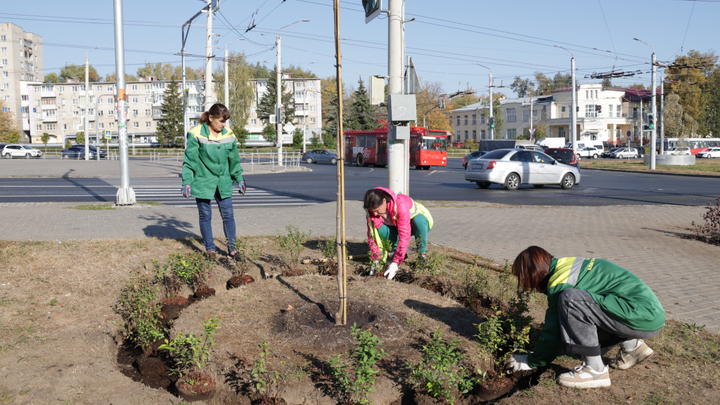 В Молодежном сквере Владимира высадят сирень Красавица Москвы