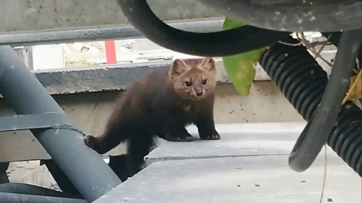 Хитрый соболь проник на Новосибирскую ГЭС ради рыбалки