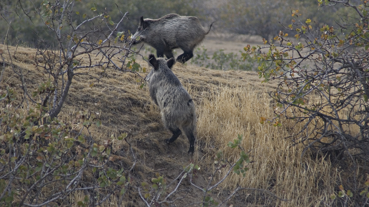 В Вязниках по центру города бегают лоси и кабаны: с чем это связано