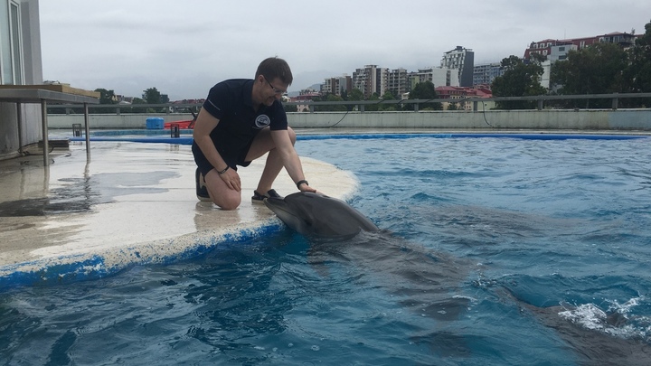 Курганский врач приехал в Грузию осмотреть 17 дельфинов и достать из одного бутылку