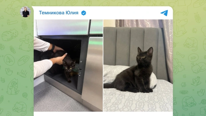 Неизвестные заперли котёнка в камере хранения на Ленинградском вокзале в Москве
