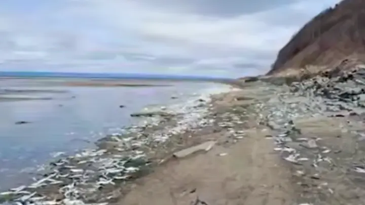 Селёдочный апокалипсис случился в городе на Сахалине: появилось видео
