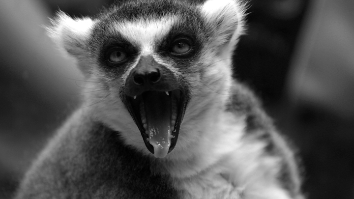 Из вольера в Новосибирском зоопарке сбежал лемур