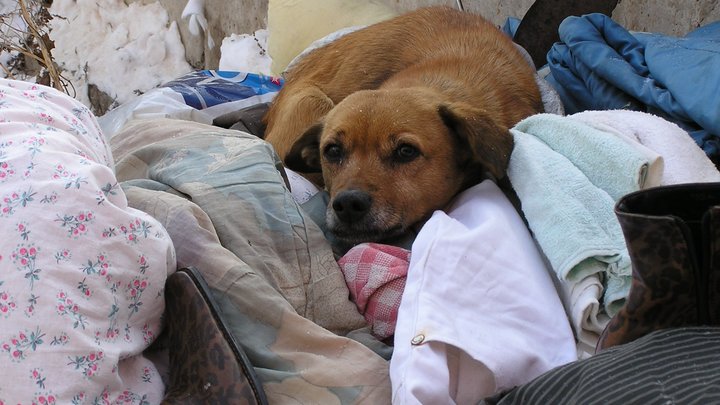 В Абинском районе вынесут приговор живодёру, который избил и выбросил щенка на помойку