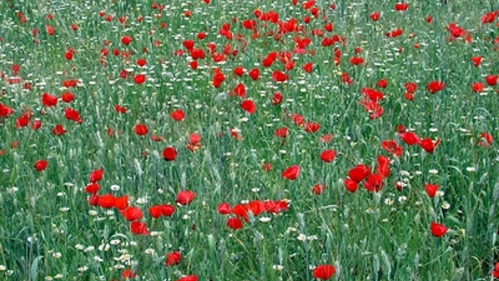 В Курганской области уничтожили 11 гектар наркотических растений