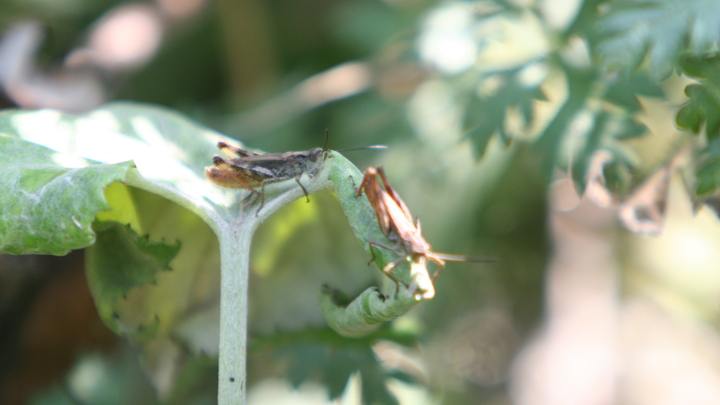 Из жизни насекомых - 2: Захарова поделилась новым триллером о гаванском синдроме