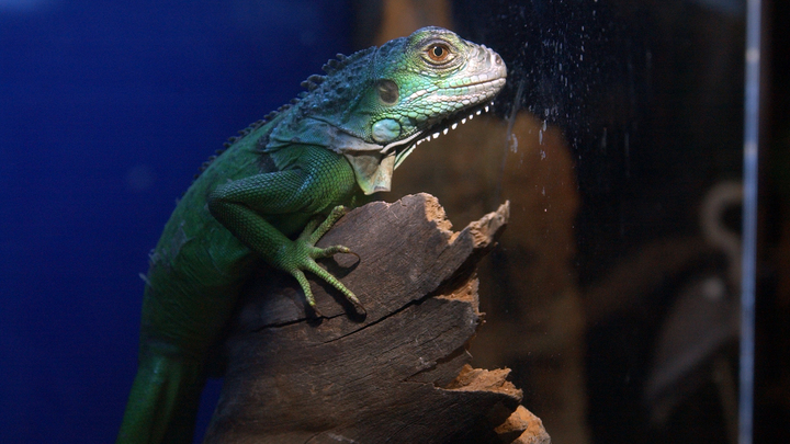 В Краснодаре на Затоне установили скульптуру хамелеона из отходов