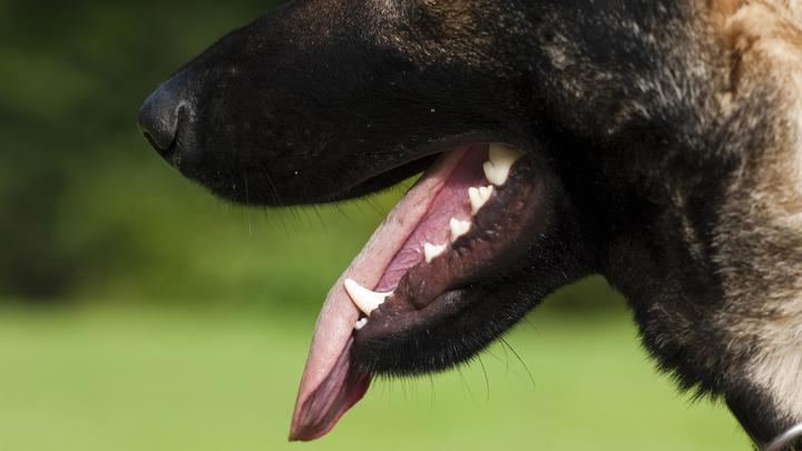 С властей Приморско-Ахтарска взыскали 50 тысяч рублей за нападение дворняги на шестилетнюю девочку