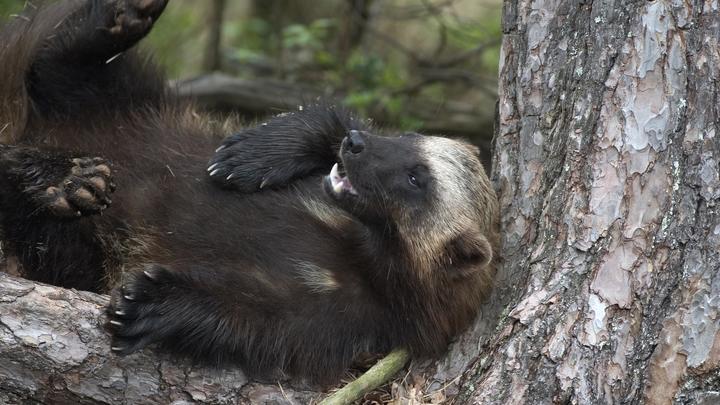 Экскурсия по затерянному миру фауны: В Удмуртии заметили росомаху