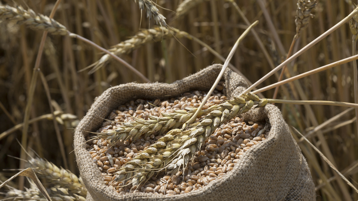 От 25 до 50 тысяч тонн безвозмездно: Путин заявил о запуске бесплатных поставок зерна в Африку