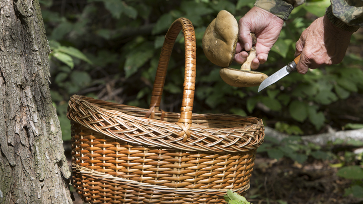 Названы необычные грибы, не уступающие по вкусу всеми любимым боровикам и подосиновикам