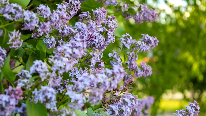 В России можно получить штраф до 500 тысяч рублей за сорванную сирень