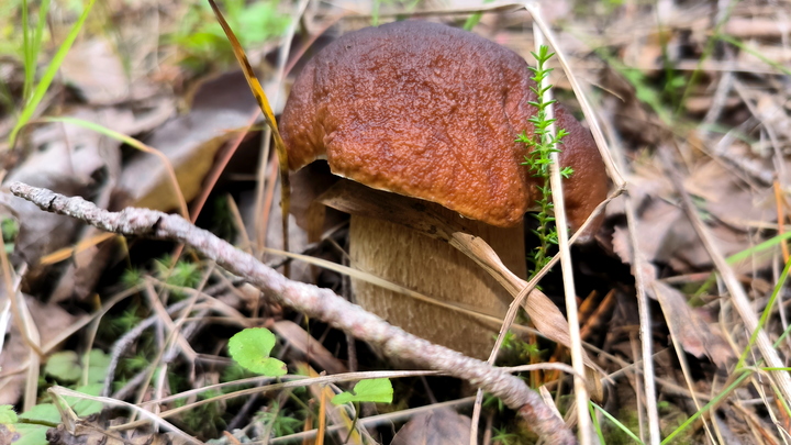 Даже горькие грибы - не отрава: Поразительный совет дала эксперт
