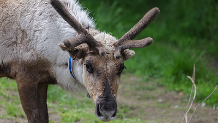 Камчатку парализовали пробки, вызванные зимней миграцией огромного стада оленей