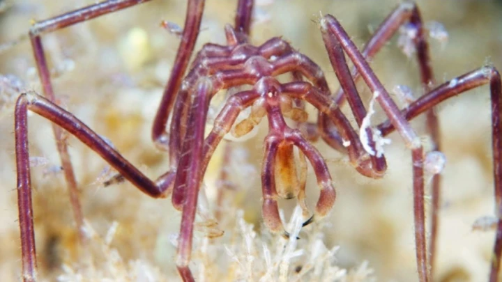 Два новых вида пауков впервые нашли в Крыму