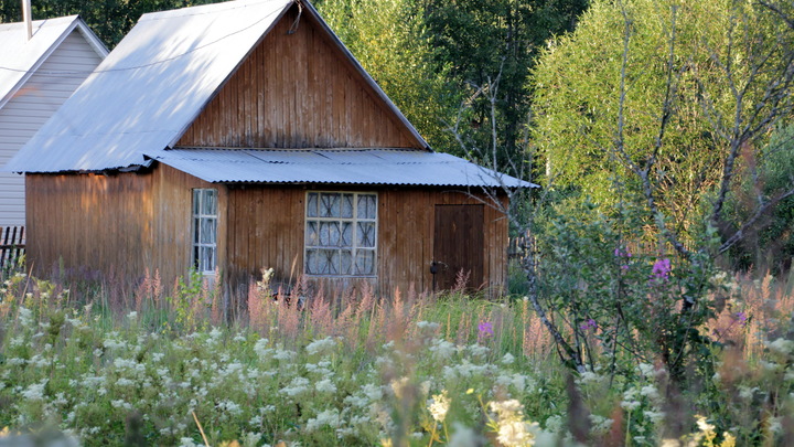 В Краснодаре начали массово косить амброзию и сорняки: Куда сообщать об опасных растениях?