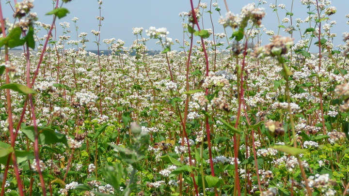 Елисей-Гречкосей: что можно и что нельзя делать 27 июня