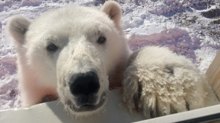 Вахтовики спасли отощавшего белого медвежонка в Красноярском крае