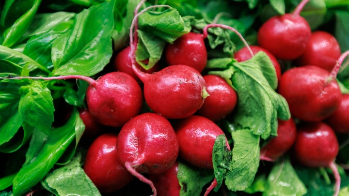 Биолог рассказала про вред чрезмерной страсти к редису