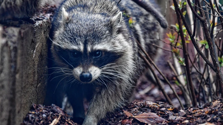 Енот искал убежище во время воздушной тревоги в Севастополе и попал на видео