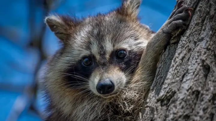 Енотовидные собаки вышли из спячки в Хабаровском крае: милые и хитрющие