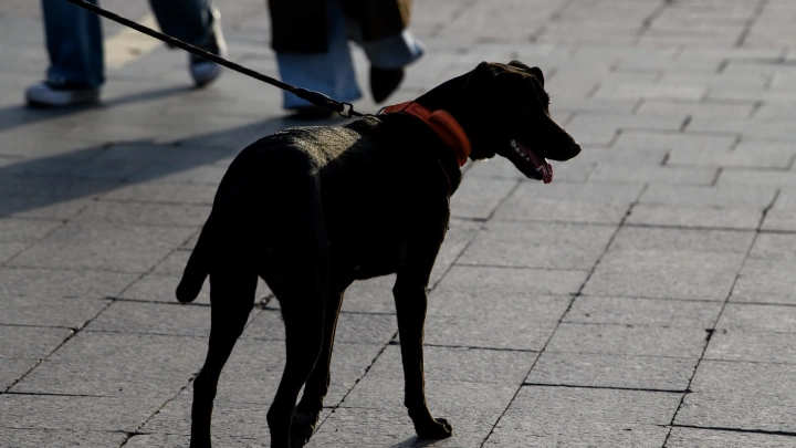 В Московской области запустили онлайн-регистрацию домашних животных