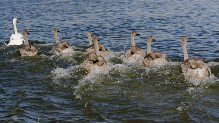 Мгновенная карма. Туристы-безбилетники чуть не погибли в алтайском питомнике