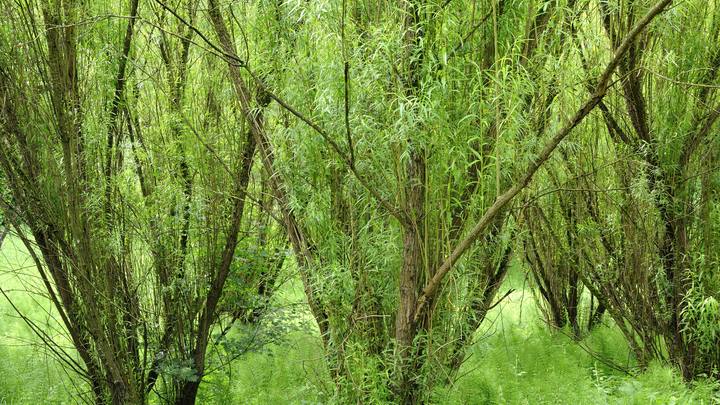 Энергетическая верба как оружие против России: Над бедной Украиной издеваются