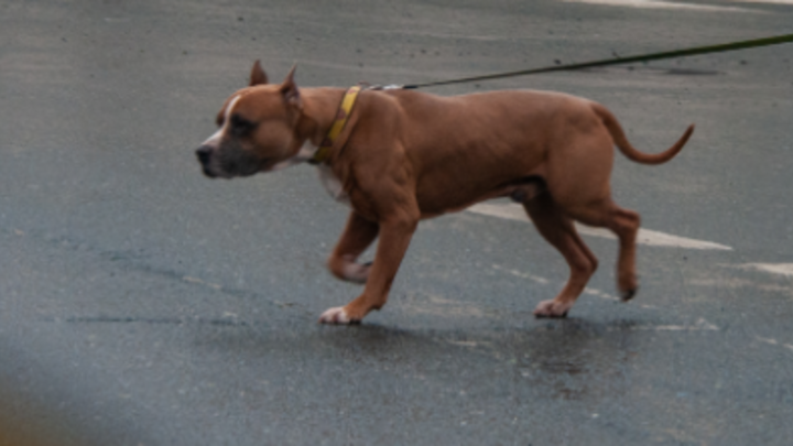 Хозяин даже не извинился: стаффорд едва не растерзал школьницу на улице на глазах у прохожих