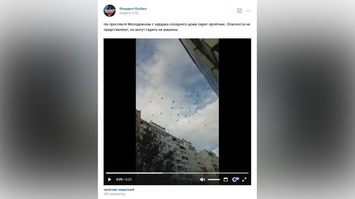 Стая хищных птиц держит в страхе жителей Кемерова