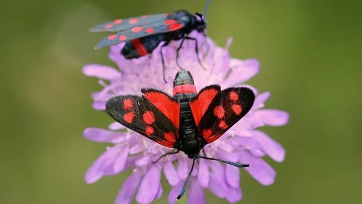 В Подмосковье водится мотылек, способный убивать птиц