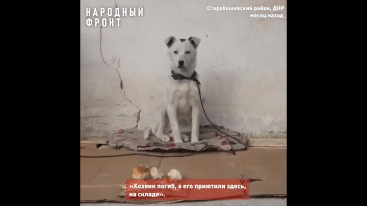 Собаку погибшего в СВО бойца из Бурятии привезли его родным в Улан-Удэ