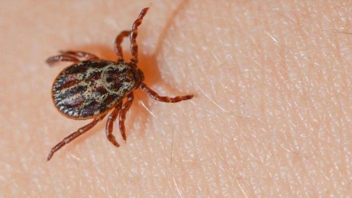 Клещи укусили больше тысячи детей в Курганской области