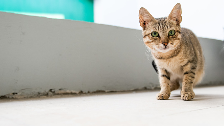 Странная привычка кошек поможет сэкономить на средствах от комаров и тараканов