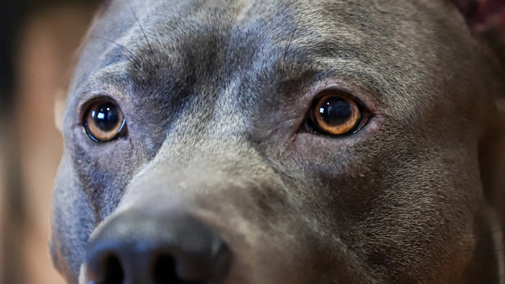 Два питбуля в Перми растерзали мужчину, но больше досталось случайному свидетелю