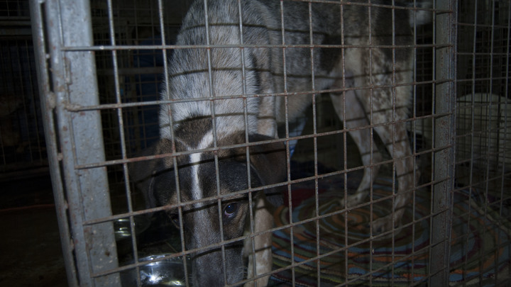 Фото предоставлено Царьграду волонтёрами.