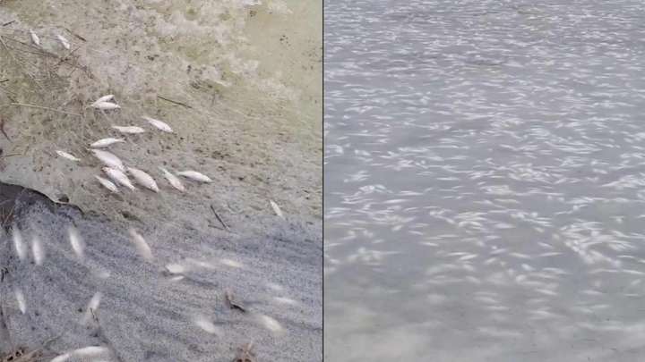 10 тысяч мертвых рыб: Назвали причину массового мора на юге России