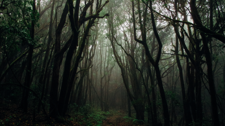 Странная пропажа депутата. Искать долго не пришлось